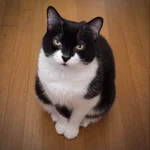 Original photo of Mr. Kitty