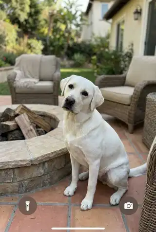 Sugar, original pet photo